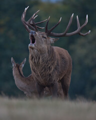 Red deer stag roaring his challenge.