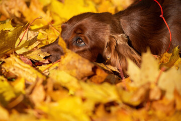 Autumn portrait of an Irish Setter dog close-up, lying in beautiful yellow leaves