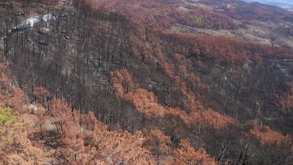 Taurus Mountains. Turkey. Manavgat. Seleucia. Forest fire in the mountains. Burnt tall pines. Black forest. Charred tree trunks. Black hills and mountain peaks. View from above. Drone shooting
