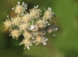 The white crab spider, Thomisus spectabilis, awaits its prey on the plant.