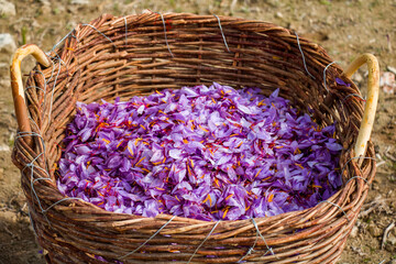 Saffron flowers background. Crocus purple petals in a wicker basket. Harvest collection season