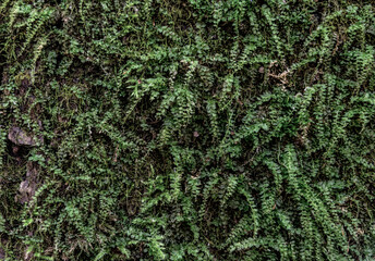 Natural background. Green forest moss on tree bark