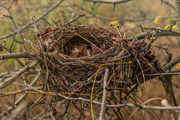 Abandoned bird's nest in the autumn forest