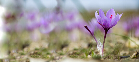 Saffron crocus flowers on ground, Delicate purple plant field