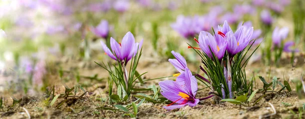 Foto op Canvas Saffron crocus flowers on ground, Delicate purple plant field © Rawf8