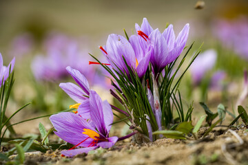 Saffron crocus flowers on ground, Delicate purple plant field