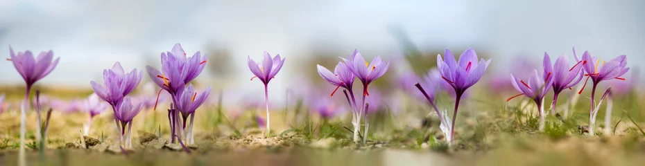  Saffron flowers on ground, crocus sativus purple blooming plant field panorama, harvest collection © Rawf8