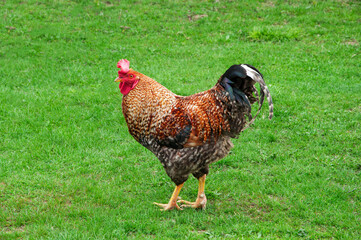 rooster on the farm .hen in the garden. animals on a natural background. bird in the garden
