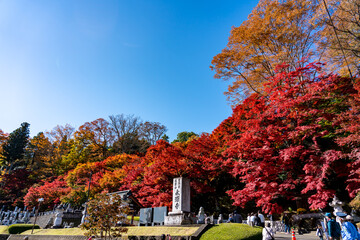 Obraz premium 茨城 大子 永源寺 もみじ寺, 橋, ねこ