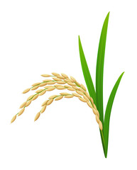 Ear of ripe rice plant (paddy) with green leaves isolated on white background. Realistic vector illustration. 