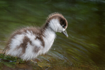Close-up image of a cute fluffy paradise duckling wandering into the water.