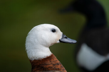 Close-up image of a female paradise duck and silhouette male duck in the background