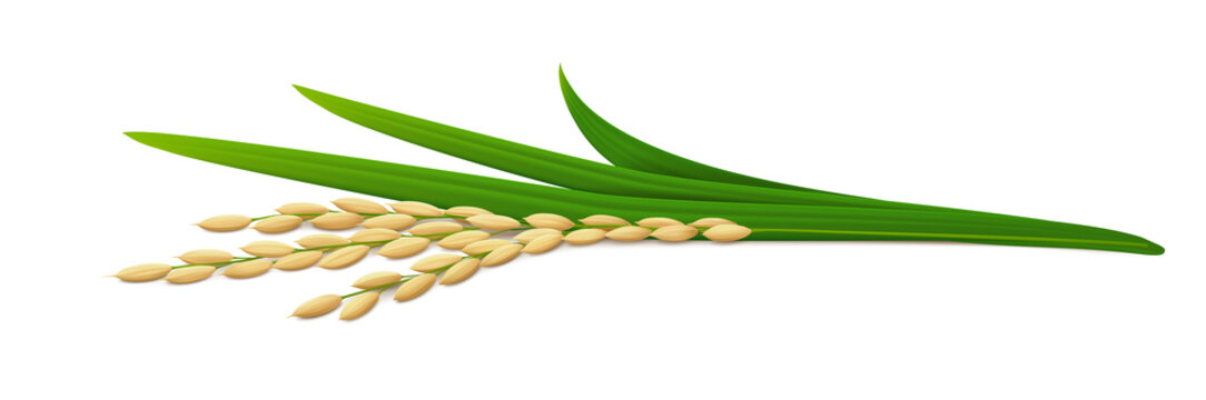 Lying down ear of ripe rice plant (paddy) with green leaves. Side view. Isolated on white background. Realistic vector illustration.