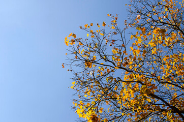 Branches of an autumn tree with yellow leaves against blue sky	