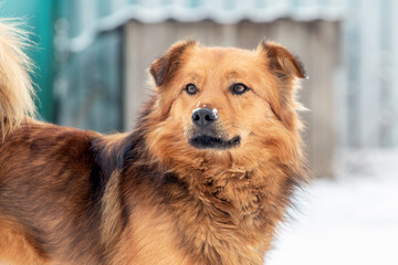 Brown shaggy dog in winter near the kennel