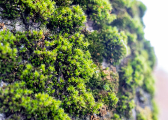 Green thick moss on a tree in the forest
