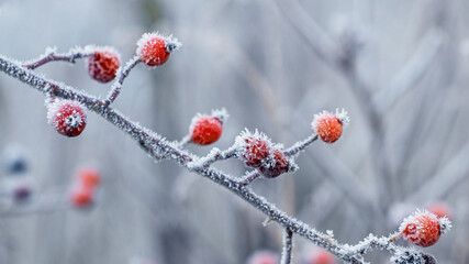 Frost-covered branch of dog rose with red berries