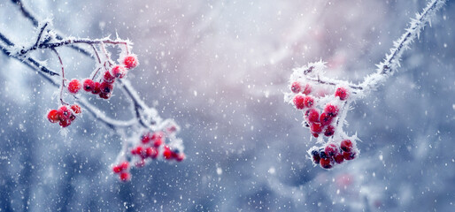Winter Christmas and New Year background with frost-covered branches of mountain ash with red berries
