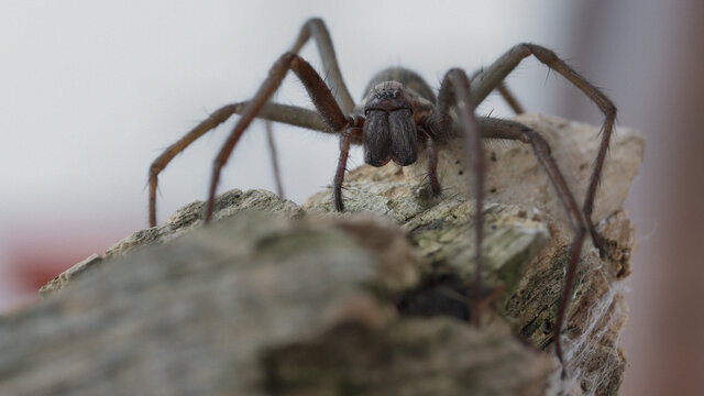 spider 