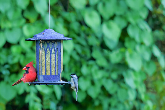 Cardinal and Chickadee on a blue bird feeder against a green background