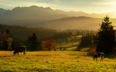 Łapszanka , Tatry  © ukasz