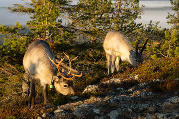 Domestic reindeer herd eating shrubs on a hillside on a beautiful autumn morning near Kuusamo, Northern Finland