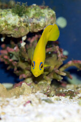 Lemonpeel Angelfish, Centropyge flavissima, is a dwarf, or pygmy, saltwater angelfish from the Pacific and Indian Oceans. The blue eye marking denotes the species.