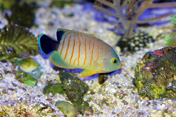 Eibli's Angelfish, Centropyge Eibli, swimming in a coral reef aquarium