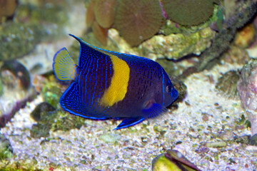 Fototapeta na wymiar A juvenile Yellow Bar Angelfish, Pomacanthus maculosus, a saltwater tropical fish
