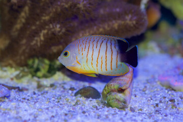Eibli's Angelfish, Centropyge Eibli, swimming in a coral reef aquarium