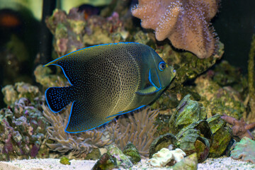 A semi-adult Koran Angelfish, Pomacanthus semicirculatus in a reef aquarium