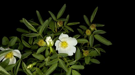 flowering fieldbriar plant with white flower, Rosa agrestis on black background, studio shot