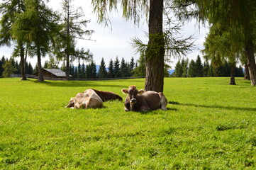 Two cows on a meadow in Southtyrol 