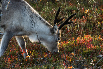Young domestic reindeer eating shrubs on a beautiful autumn morning near Kuusamo, Northern Finland   © adamikarl