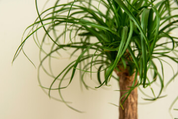 The Beaucarnea Recurvata plant, also known as Ponytail Palm, or Nolina