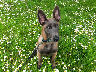 german shepherd dog