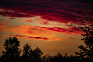 sunset in the forest