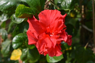 red hibiscus flower