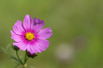 Fototapeta premium 秋の花 コスモス