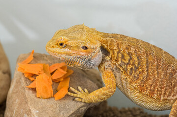 Bearded dragon (Pogona vitticeps) eating slices of carrot in terrarium