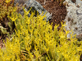 (Sedum acre) Coussin de petits sédums ou orpins âcres aux fleurs étoilées jaunes sur tiges épaisses tapissant un sol rocailleux