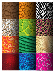 Set of seamless animal print pattern color