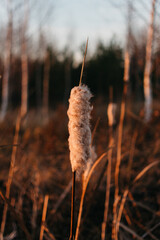fluffy reeds standing next to the river