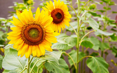 Fototapeta premium Bright yellow sunflowers and sun. Selective focus