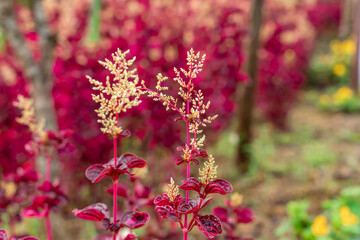 Iresine herbstii or Herbst's bloodleaf is a species of flowering plant in the family Amaranthaceae. Some call this plant the chicken gizzard plant. Red Blood Leaf Ornamental Plant. defocus. blurred.