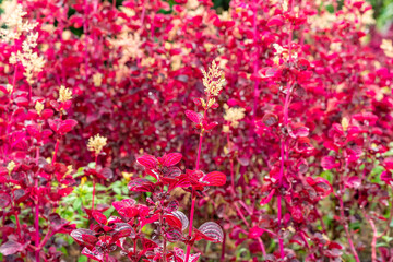 Iresine herbstii or Herbst's bloodleaf is a species of flowering plant in the family Amaranthaceae. Some call this plant the chicken gizzard plant. Red Blood Leaf Ornamental Plant. defocus. blurred.