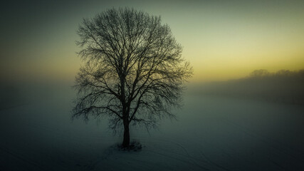 tree in the mist
