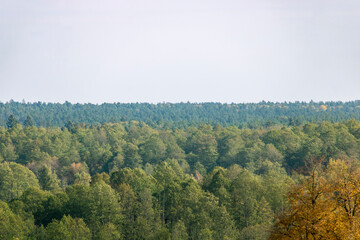 autumn forest in the fog