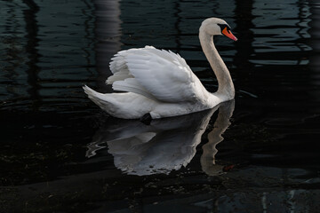 łabędzie na wodzie © Kacper