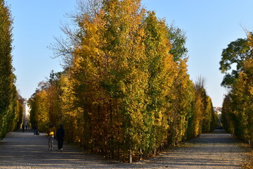 trees in autumn